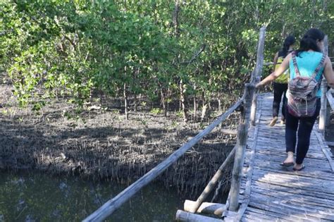 Silonay Mangrove Conservation Area and Ecotourism .